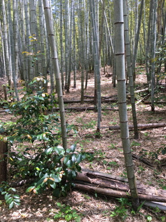 県有地有度山北麓里山林再生ゾーン、谷田地区竹林帯森づくり計画