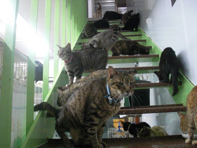 特定非営利活動法人 捨て猫をなくす会