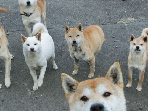 NPO法人まち・人・くらし・しだはいワンニャンの会